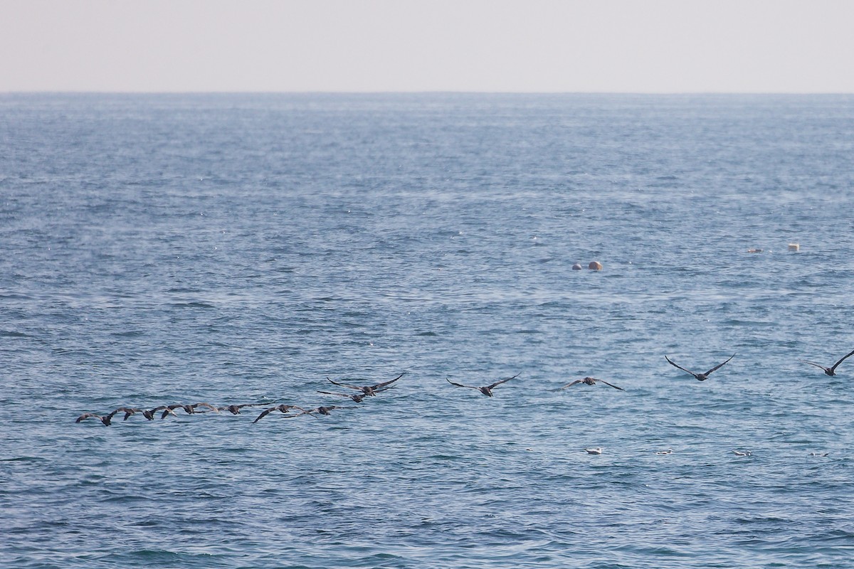 Socotra Cormorant - ML645322957