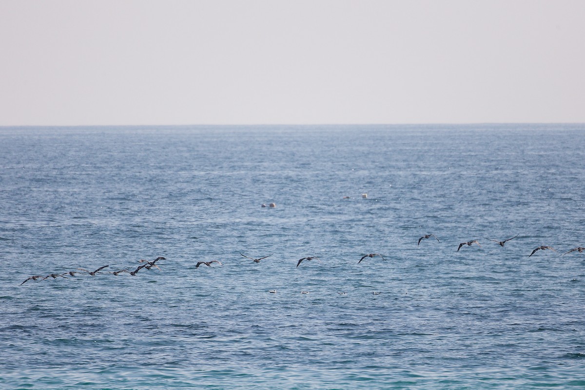 Socotra Cormorant - ML645322958