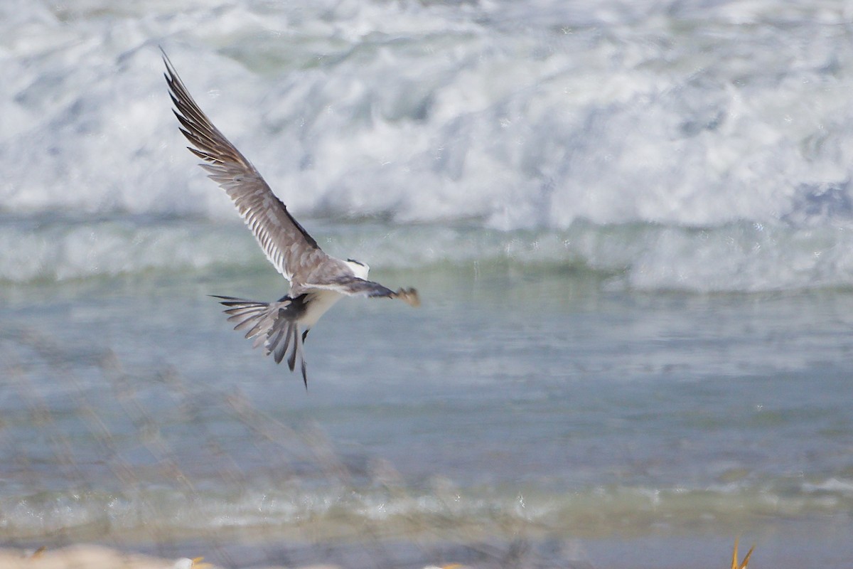 Weißwangen-Seeschwalbe - ML645322970