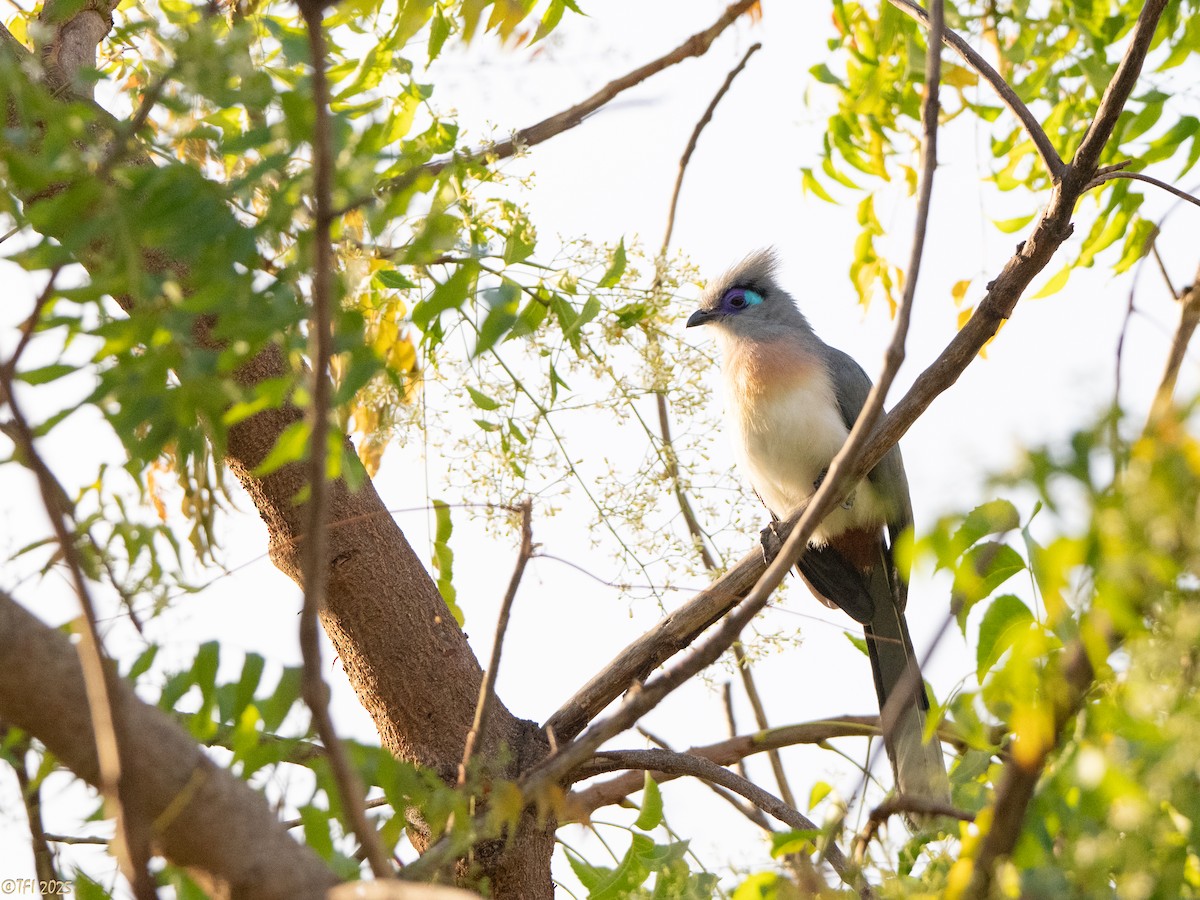 Coua huppé - ML645322971