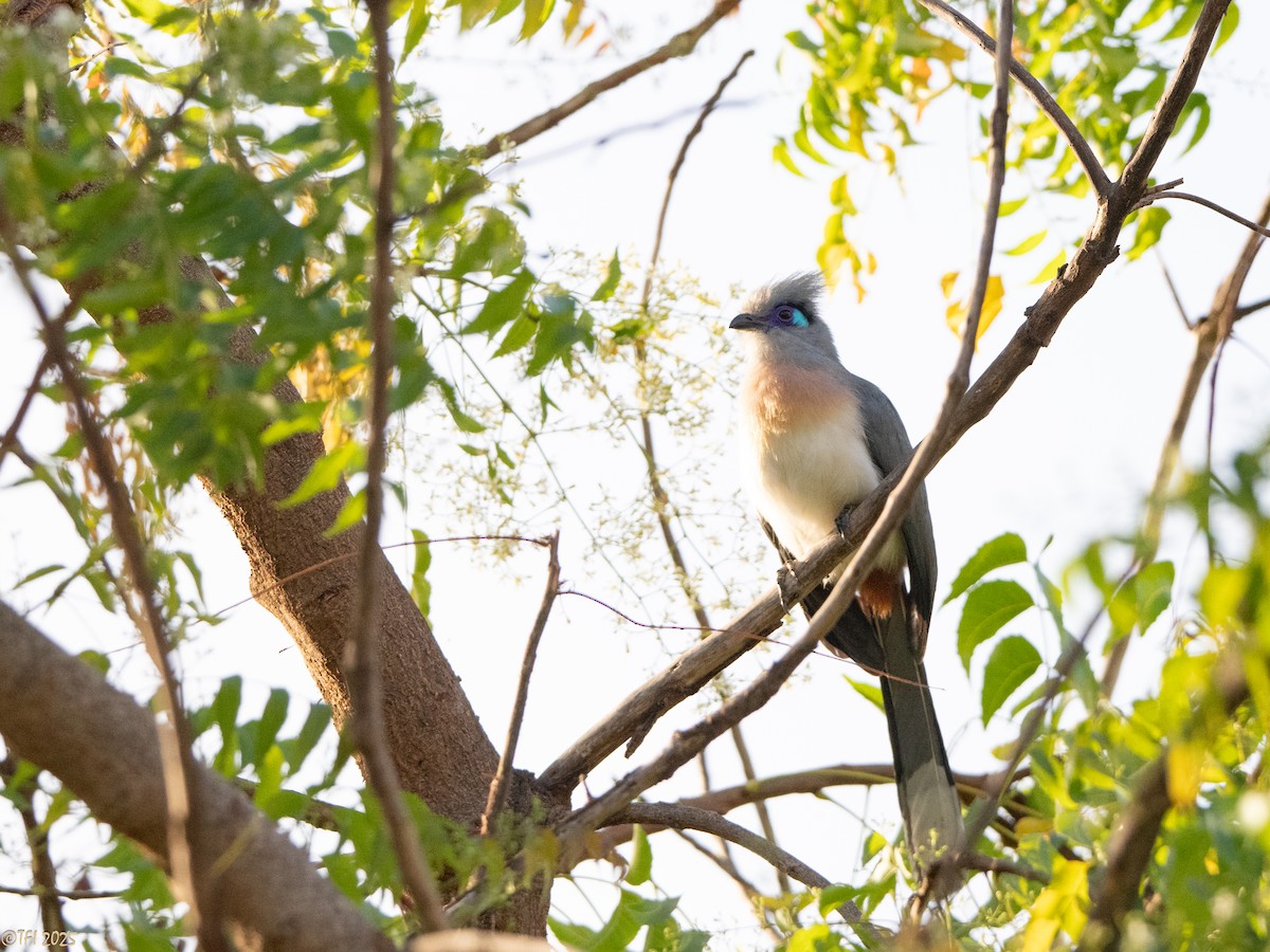 Coua huppé - ML645322972