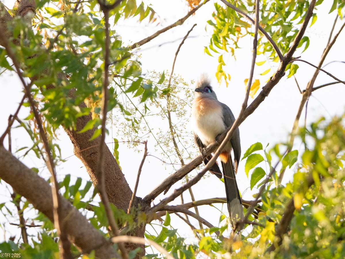 Coua huppé - ML645322974