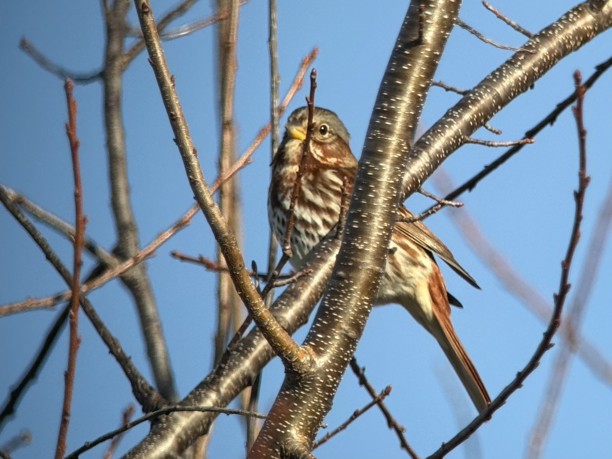 Fox Sparrow - ML645322977