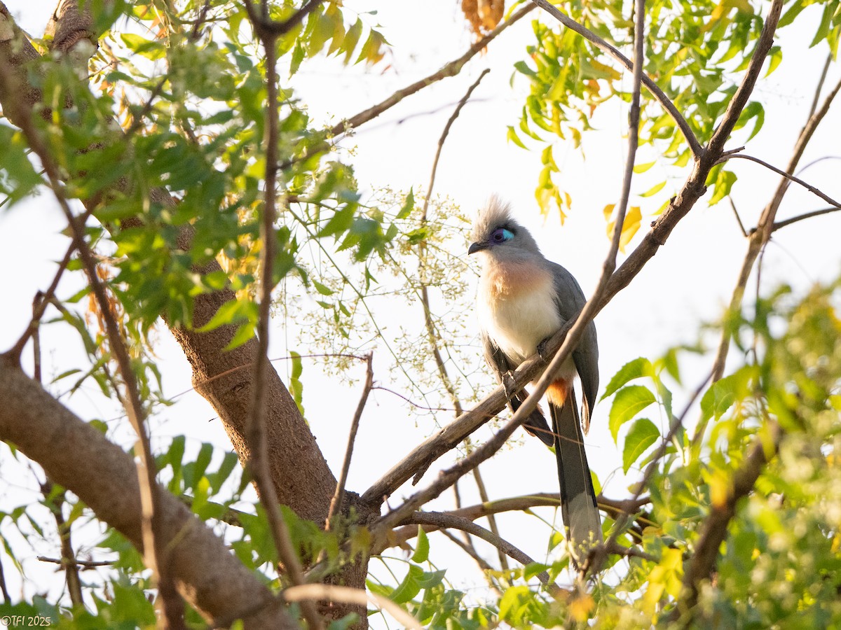 Coua huppé - ML645322978