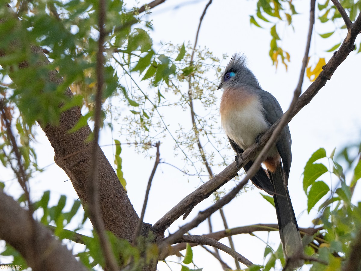 Coua huppé - ML645322981