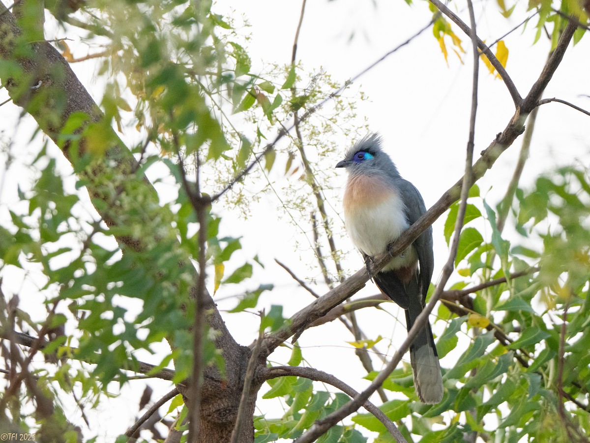 Coua huppé - ML645322986