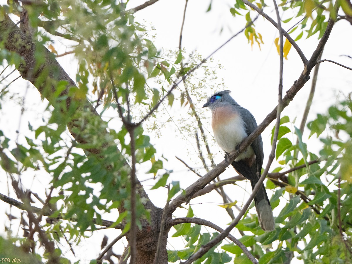 Coua huppé - ML645322988