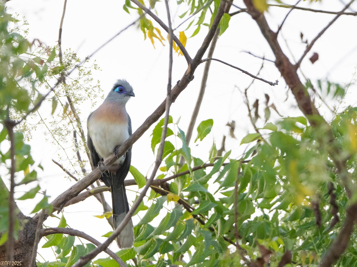 Coua huppé - ML645322990