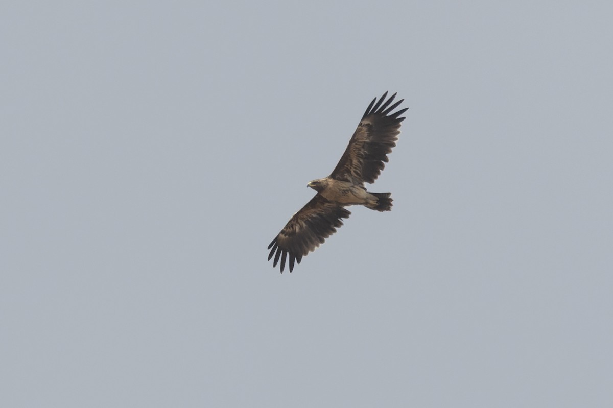 Greater Spotted Eagle - ML645322995