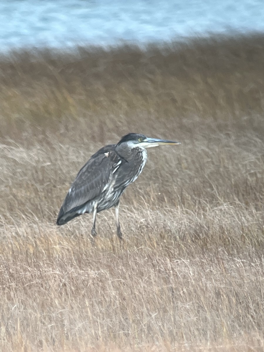 Great Blue Heron - ML645322996