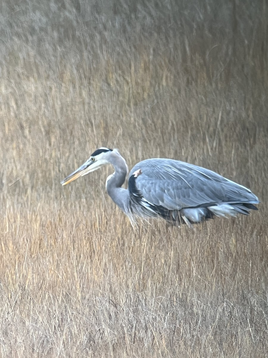 Great Blue Heron - ML645322997
