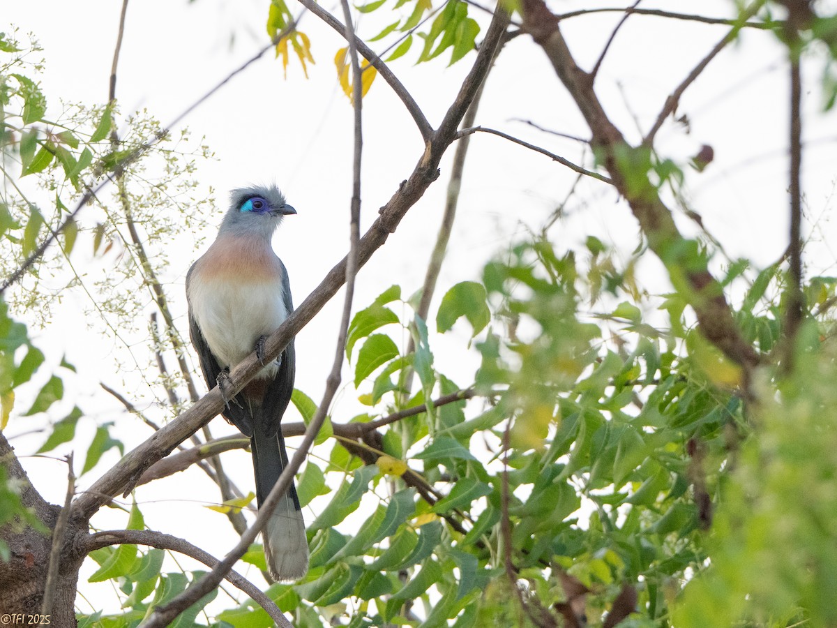 Coua huppé - ML645322998