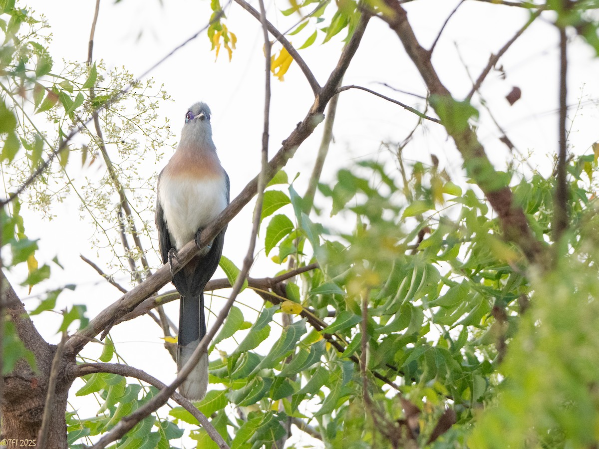 Coua huppé - ML645323000