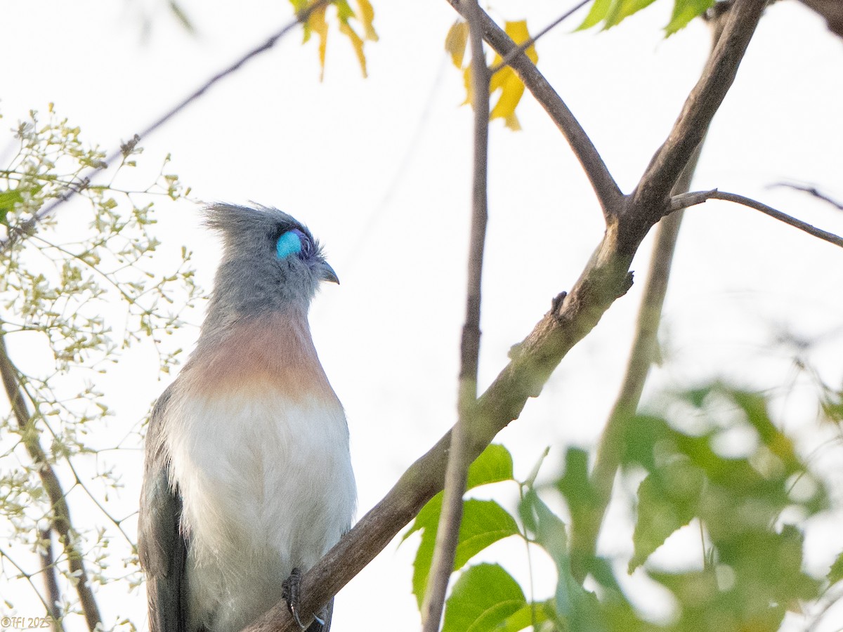 Coua huppé - ML645323002