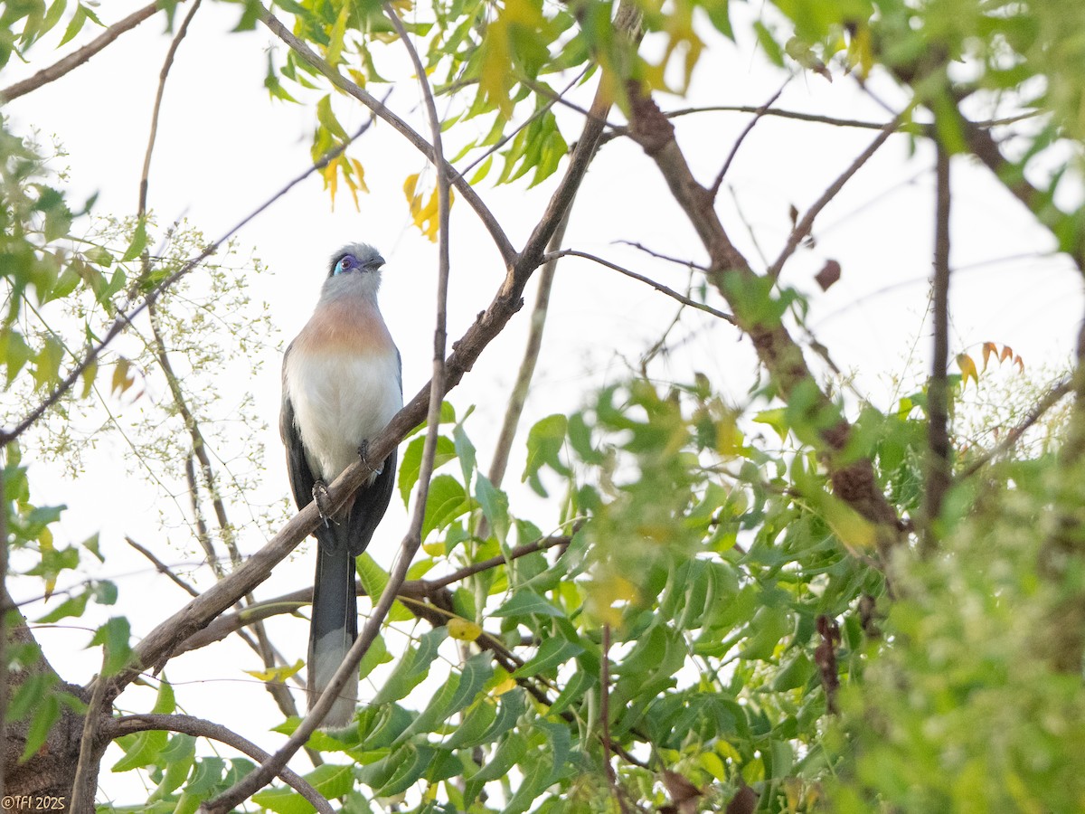 Coua huppé - ML645323006
