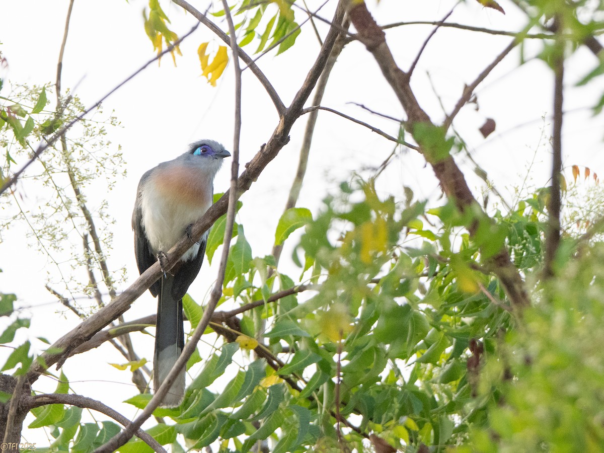 Coua huppé - ML645323008