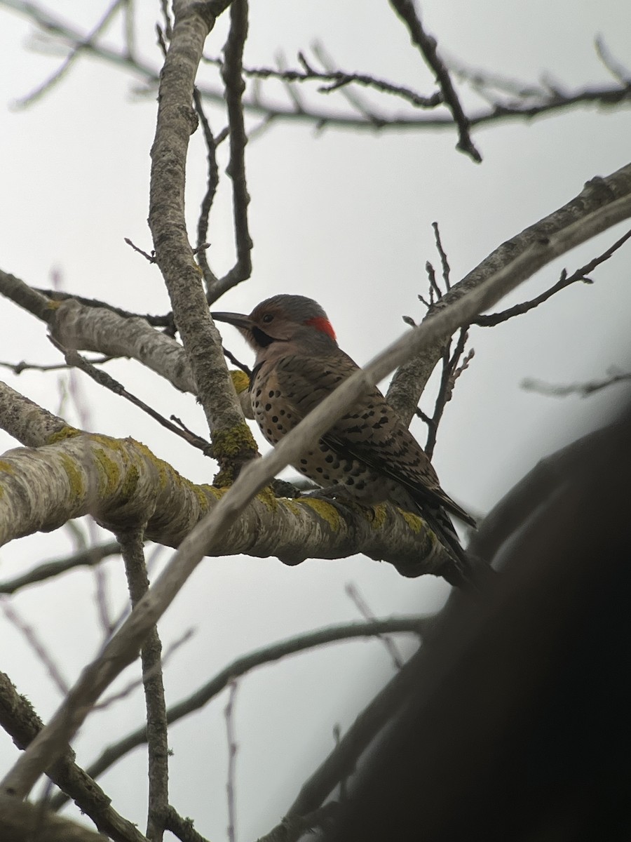 Northern Flicker - ML645323009