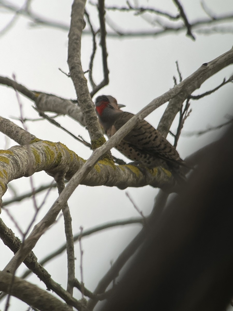 Northern Flicker - ML645323010