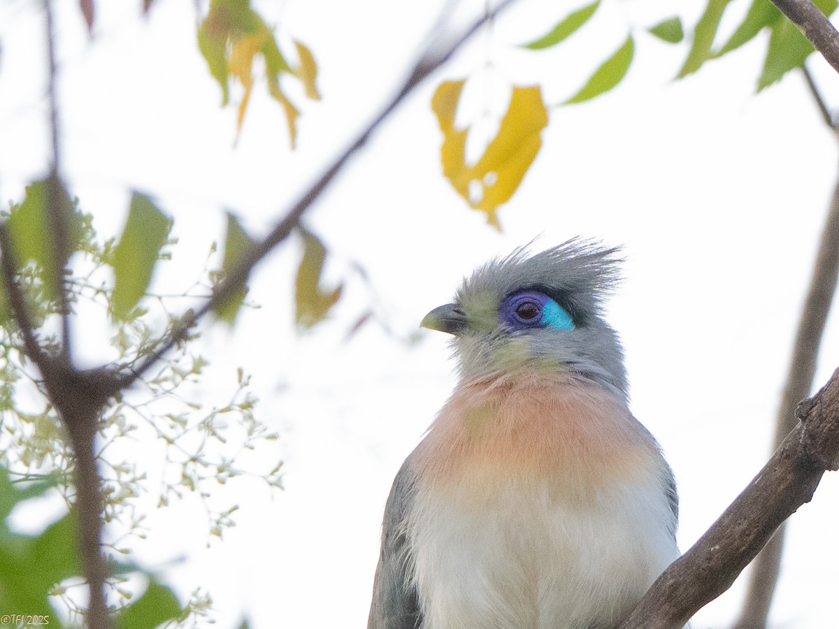 Coua huppé - ML645323011