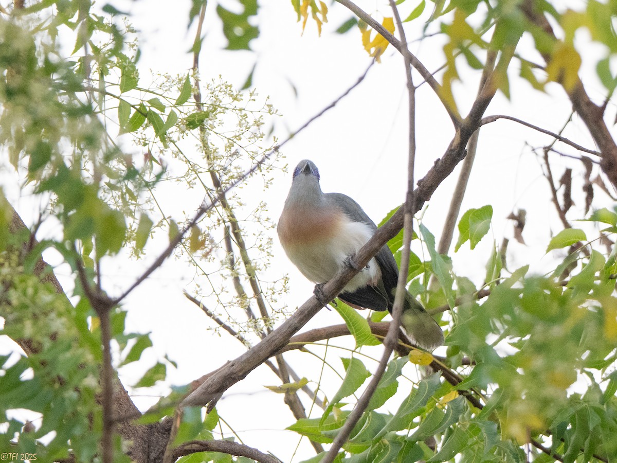 Coua huppé - ML645323012