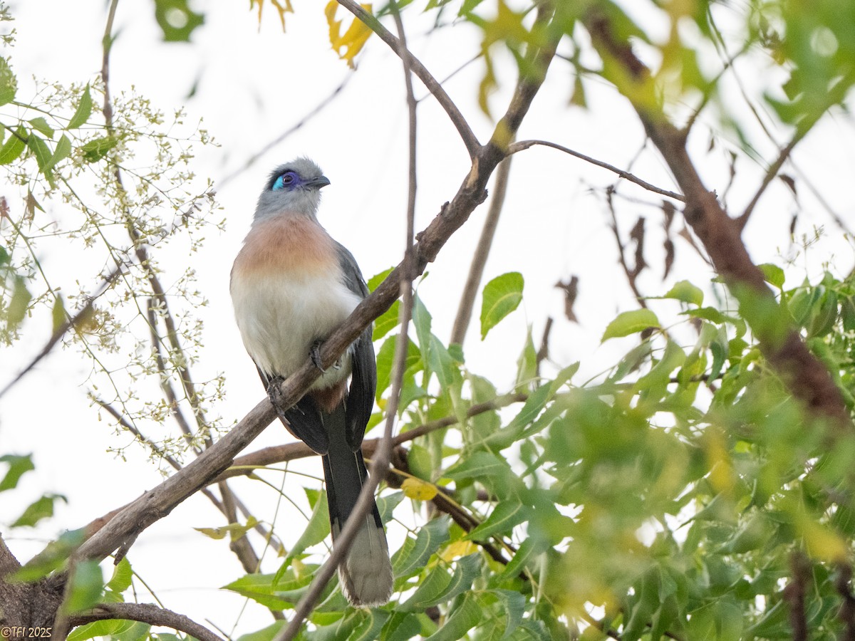 Coua huppé - ML645323015