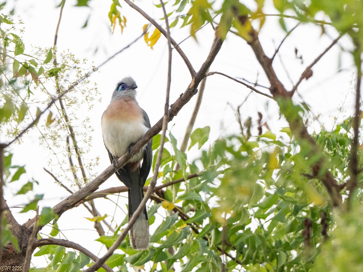 Coua huppé - ML645323017