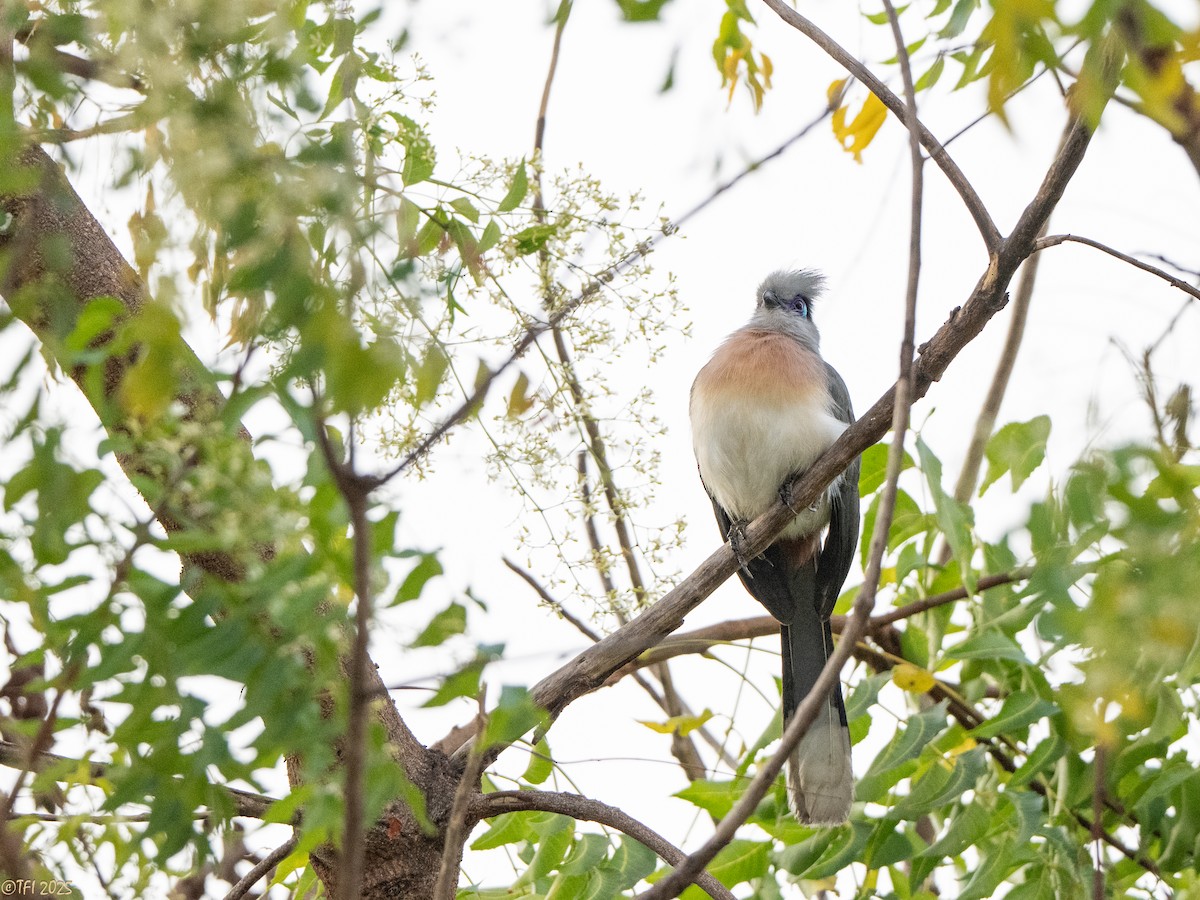 Coua huppé - ML645323019