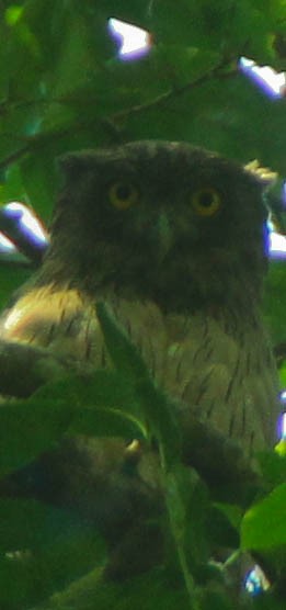 ミナミシマフクロウ - ML645323021