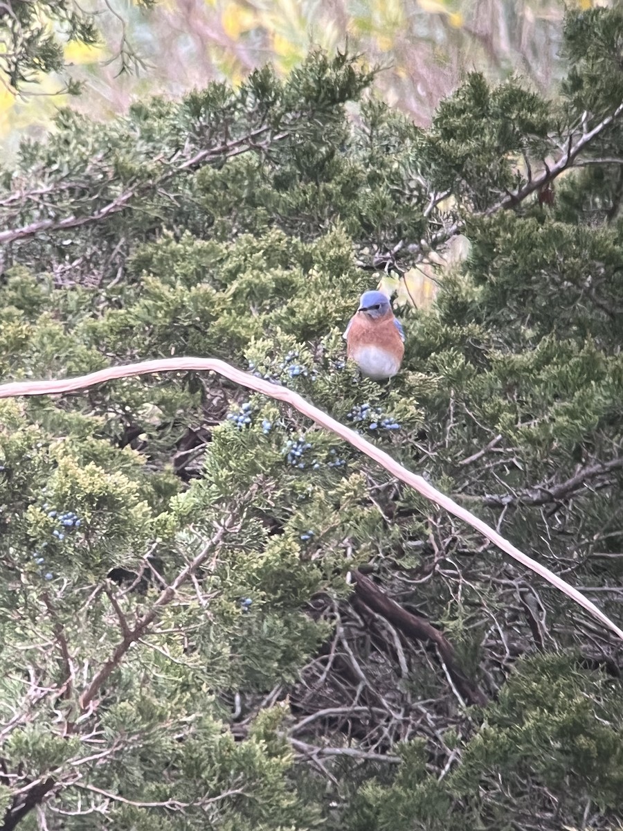 Eastern Bluebird - ML645323030
