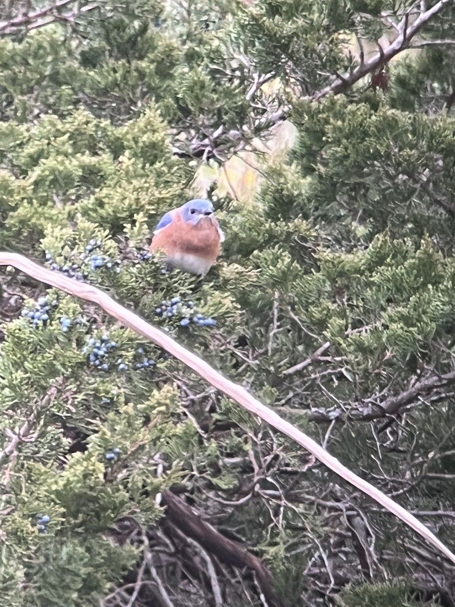 Eastern Bluebird - ML645323031