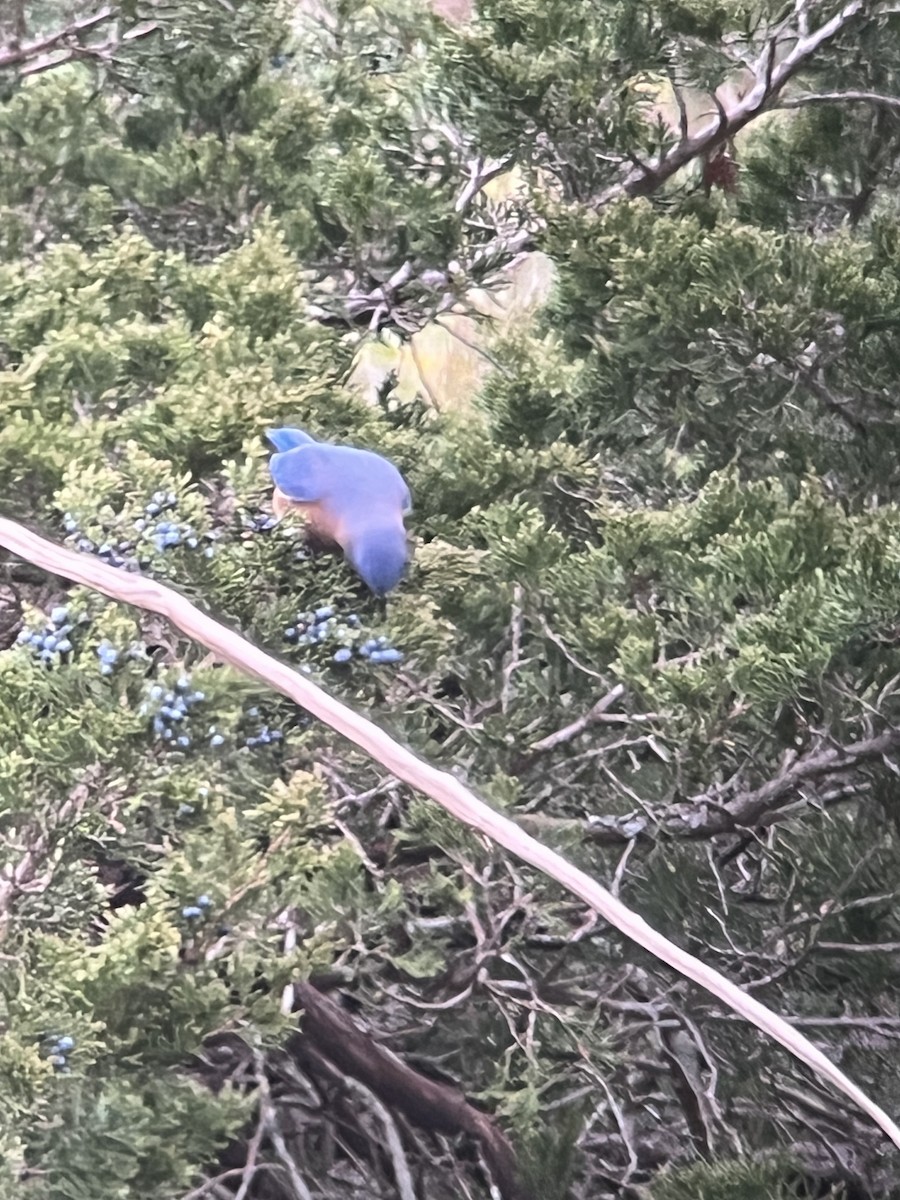 Eastern Bluebird - ML645323032