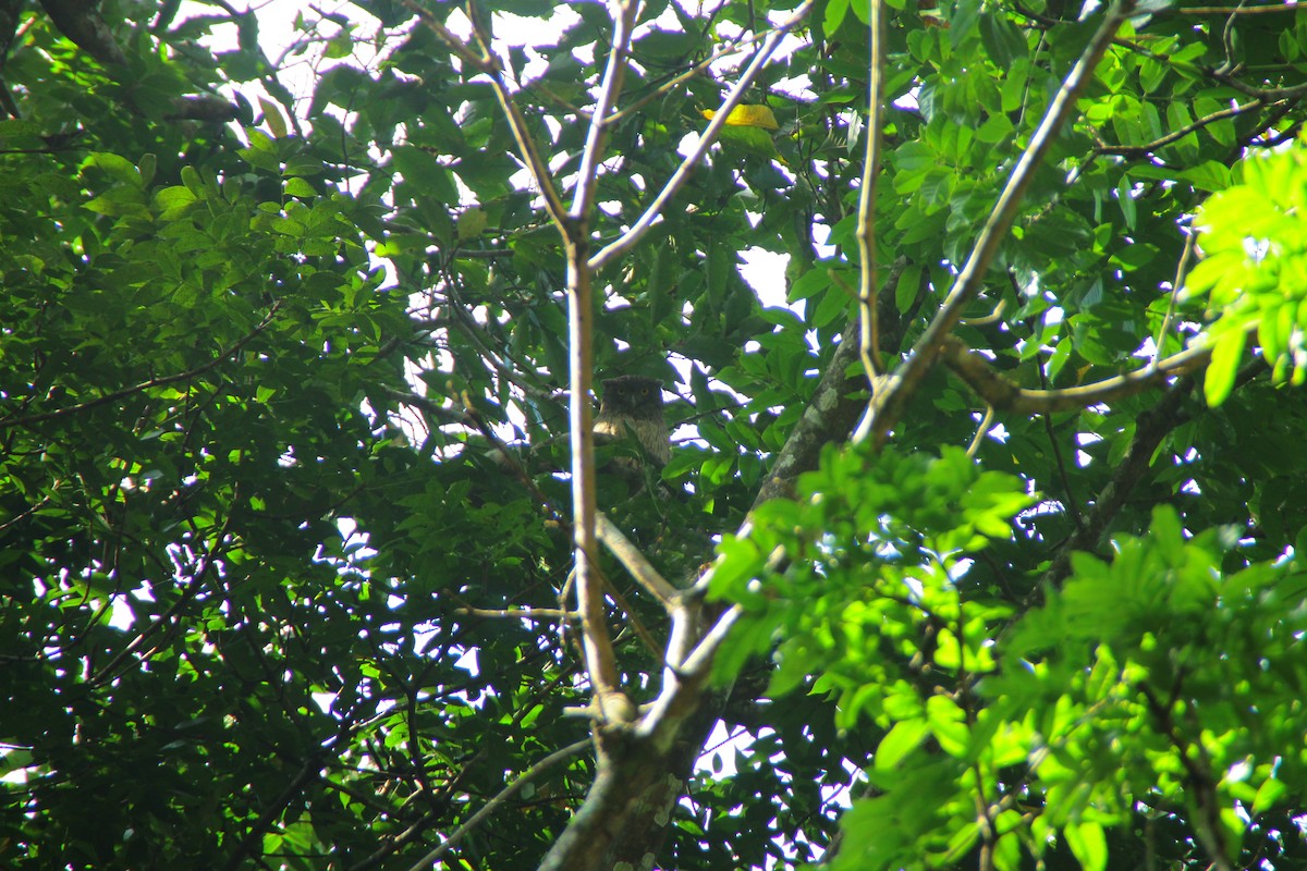 ミナミシマフクロウ - ML645323047