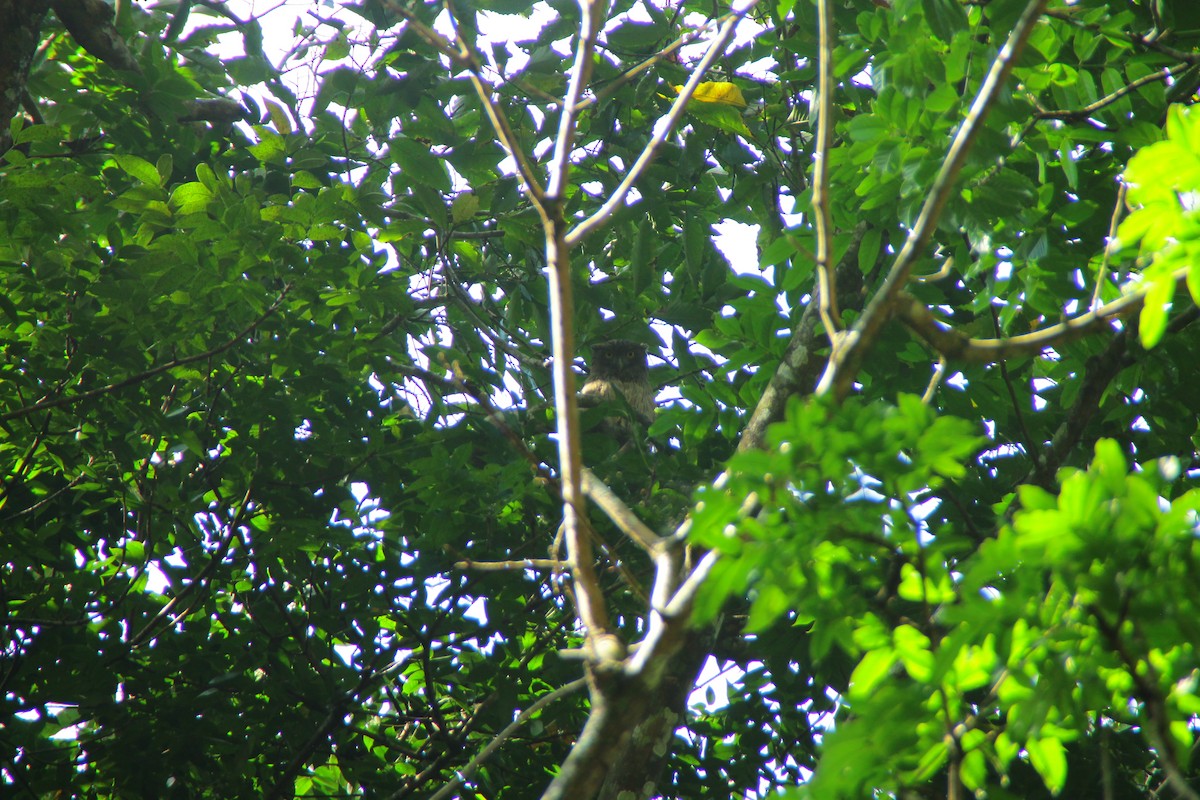 ミナミシマフクロウ - ML645323048