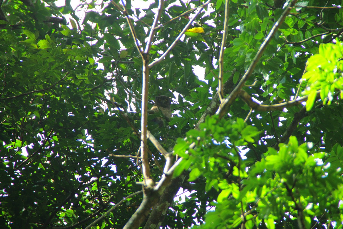 ミナミシマフクロウ - ML645323049