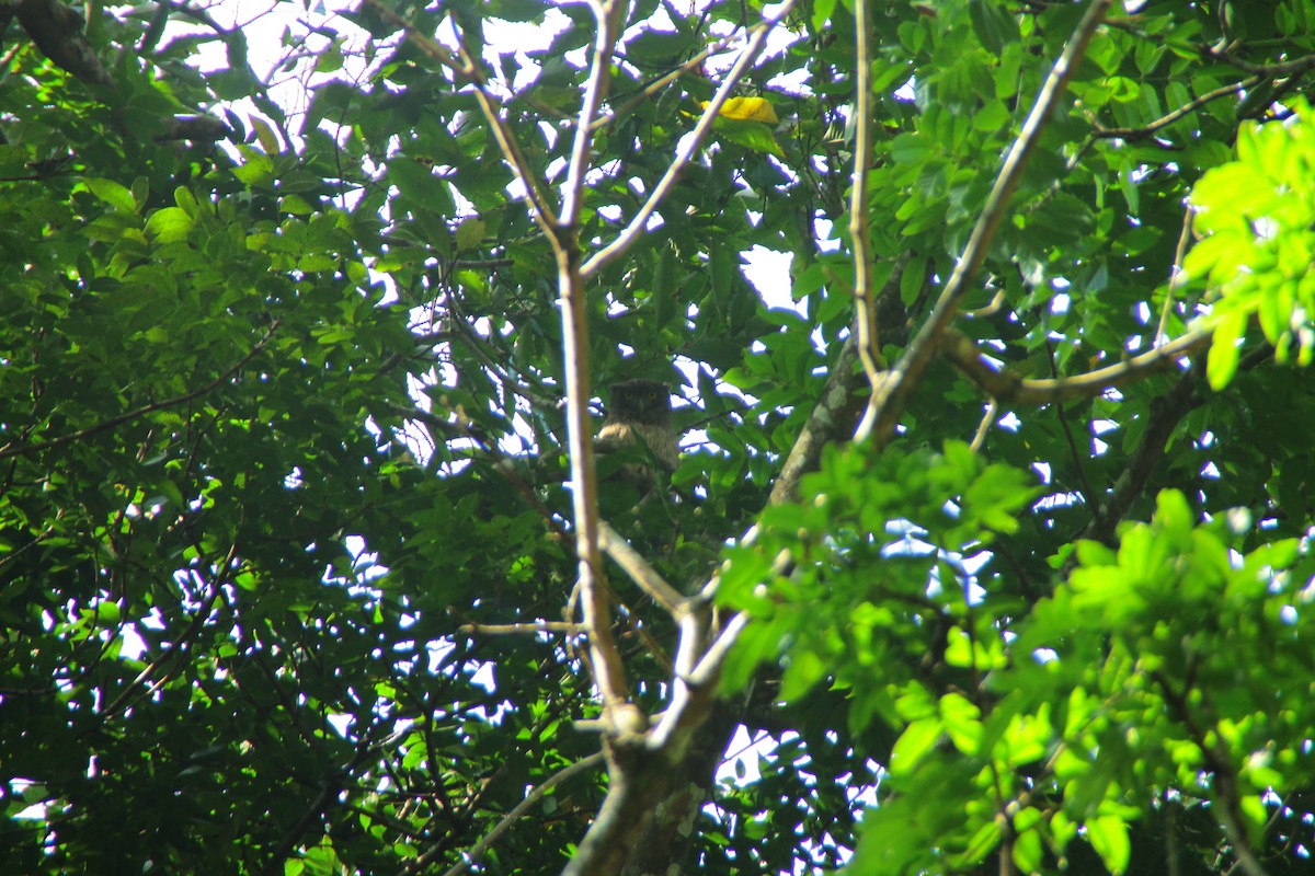 ミナミシマフクロウ - ML645323050