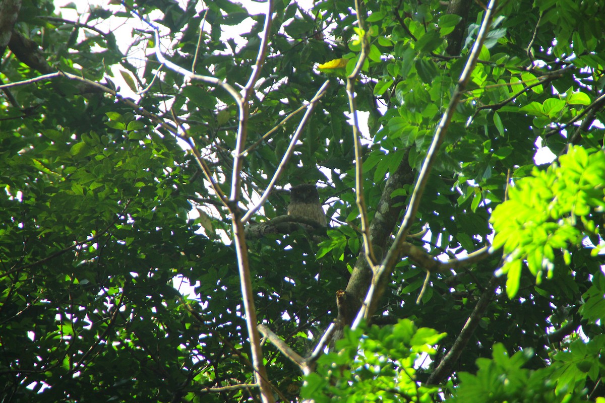 ミナミシマフクロウ - ML645323051