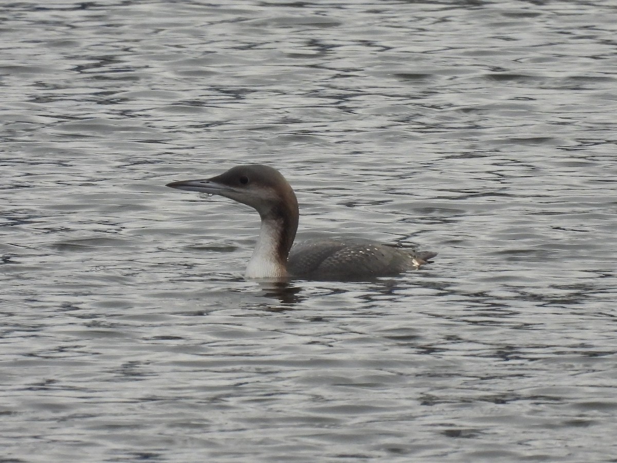 Arctic Loon - ML645323061