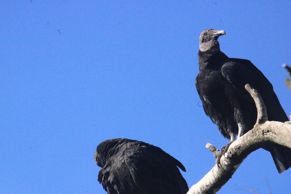 Urubu noir - ML645323075