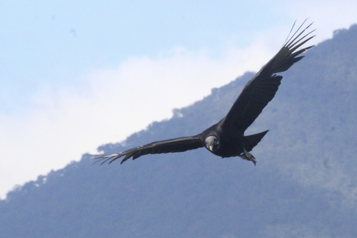 Urubu noir - ML645323076