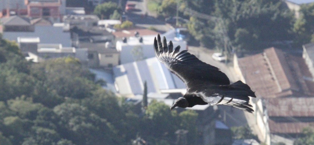 Urubu noir - ML645323077