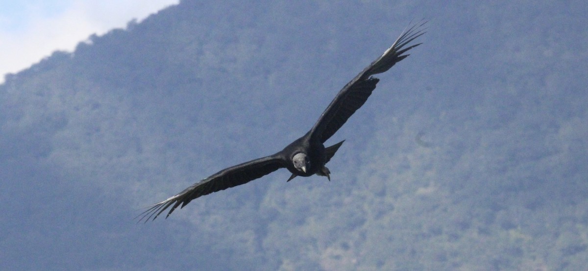 Urubu noir - ML645323078