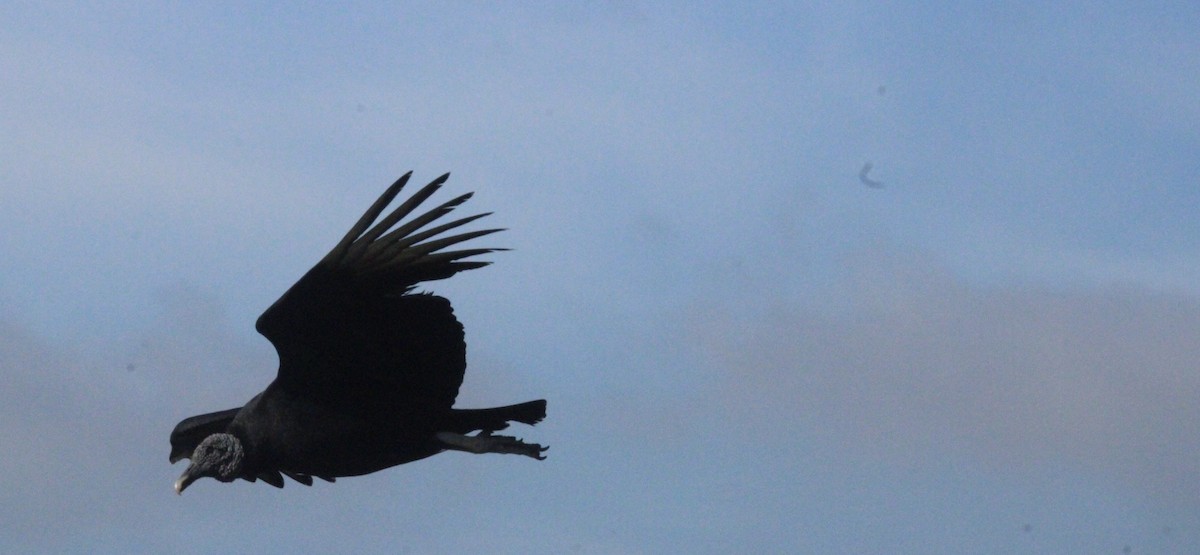 Urubu noir - ML645323079