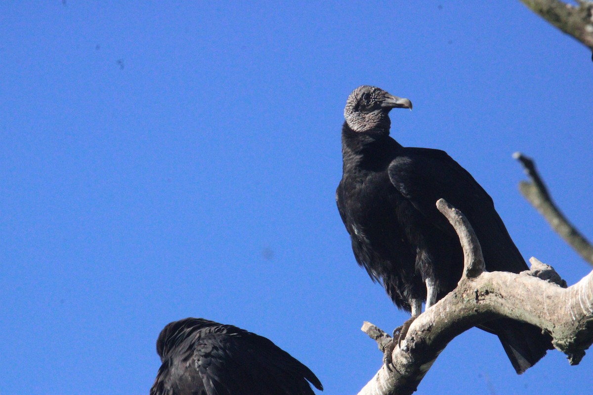 Urubu noir - ML645323080