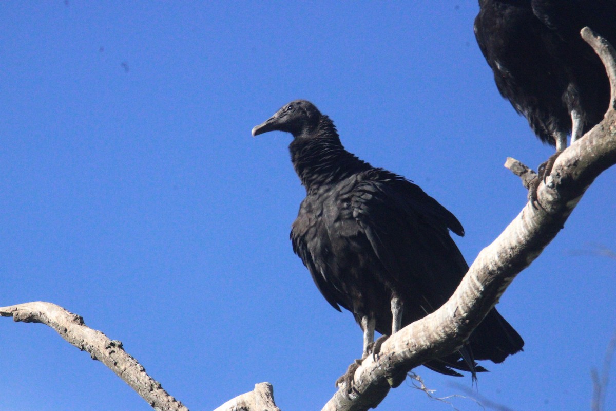 Urubu noir - ML645323081