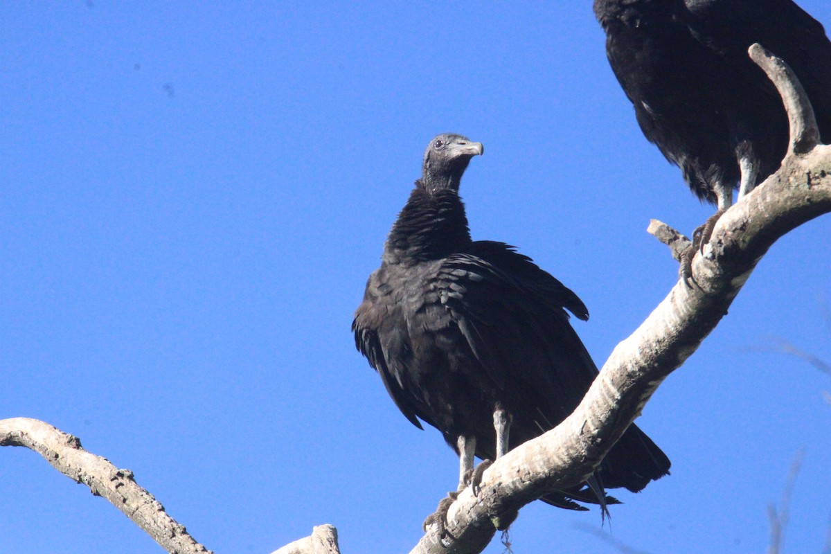 Urubu noir - ML645323082