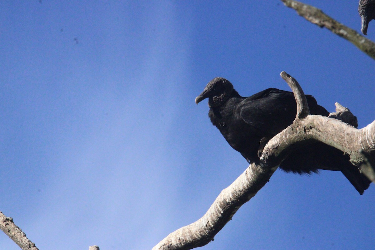 Urubu noir - ML645323085