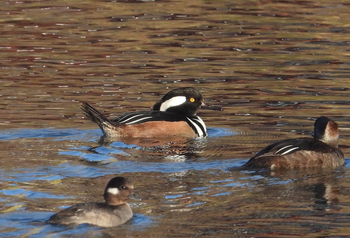 Hooded Merganser - ML645323149