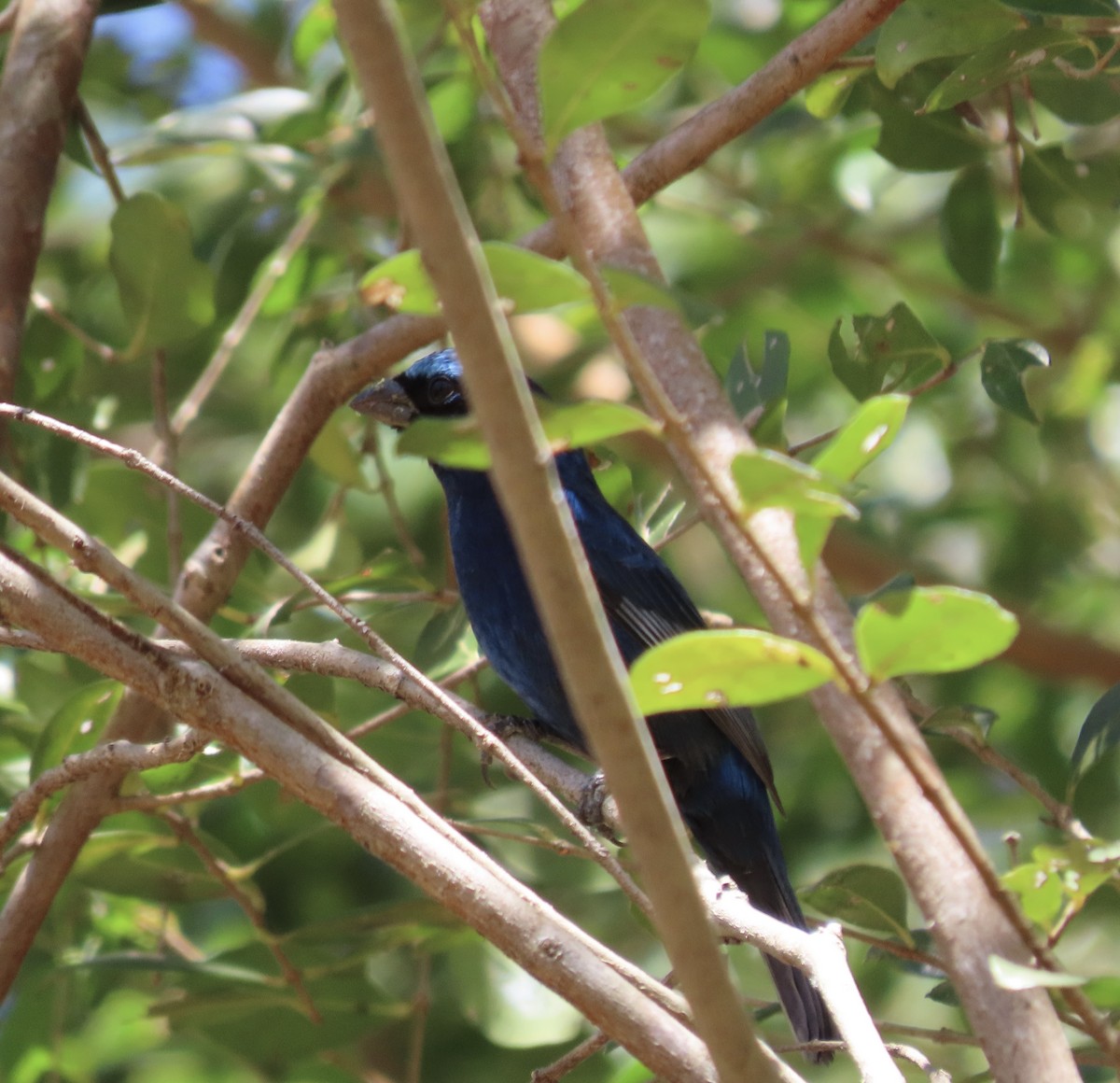Blue Bunting - ML645323156