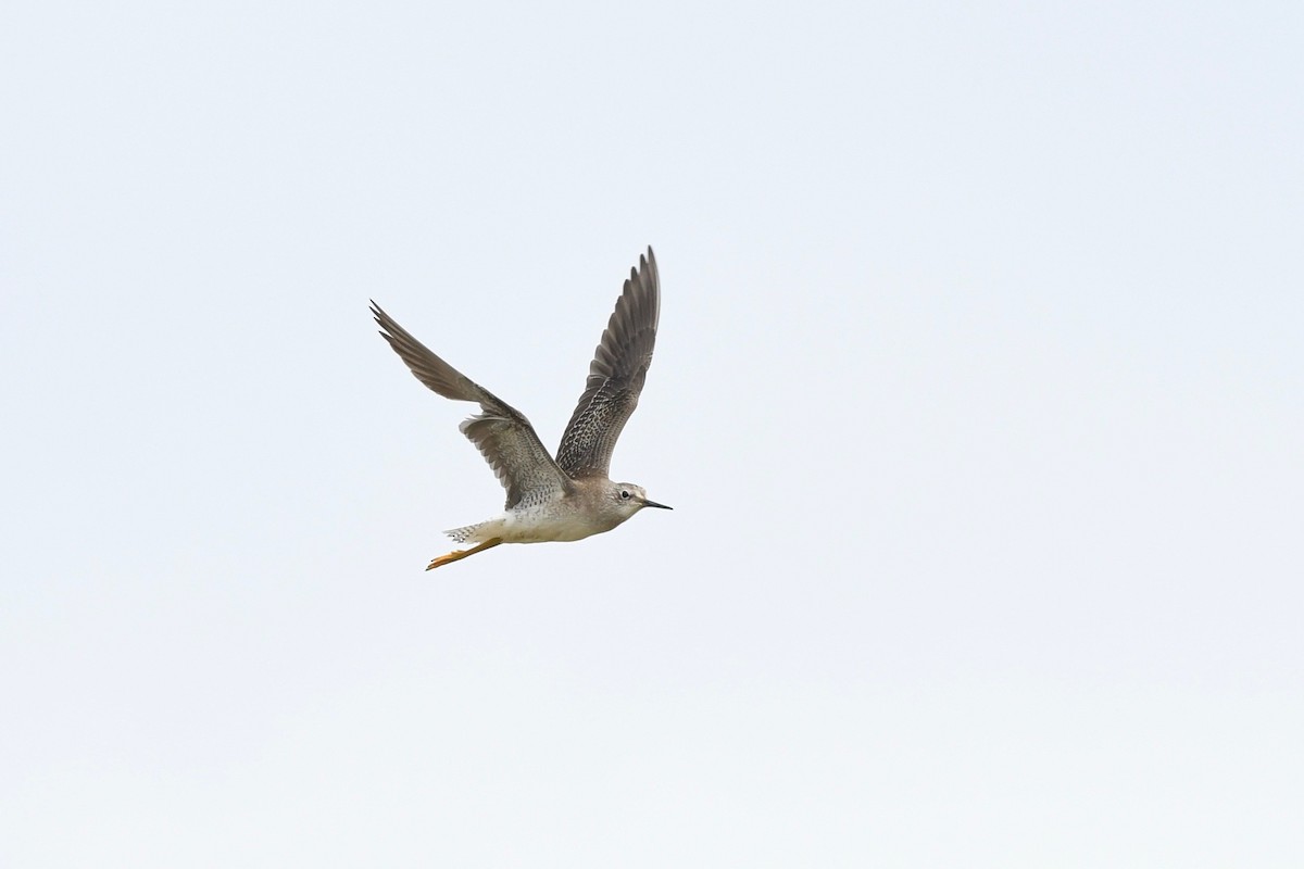 ביצנית צהובת-רגל - ML645323158