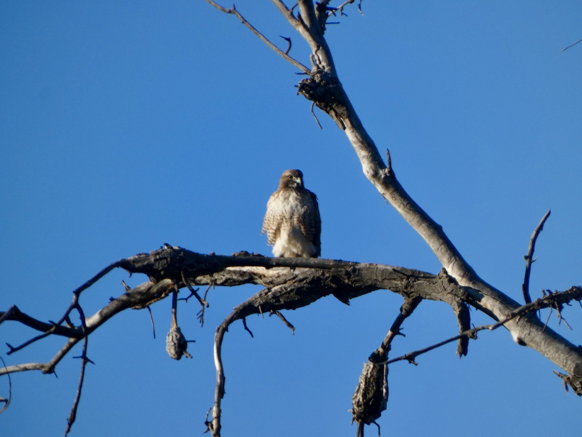 Red-tailed Hawk - ML645323159